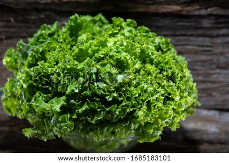 Lettuce (Lactuca sativa) is an annual or biennial hortense, used in human food. Originating in the Eastern Mediterranean, it is grown worldwide for consumption in salads