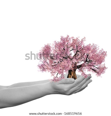 Concept or conceptual human man or woman hand holding a pink spring tree isolated on white ecology background,metaphor to environment,growth,eco,protection,conservation,organic,bio,love,energy design