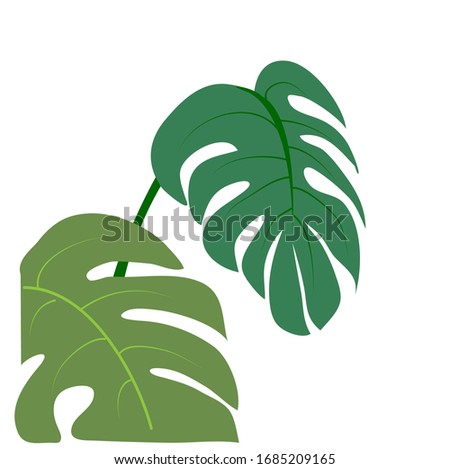 Image vector monstera leaves on white background.