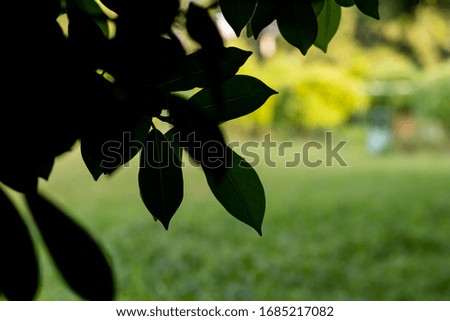 dark leaves hanging in front of blurry green background. fresh c