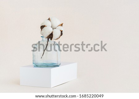 Beautiful white cotton flower in blue vase with copy space. Minimal monochrome creative picture. Holiday cconcept.