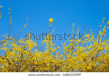 Forsythia flowers with blue sky background