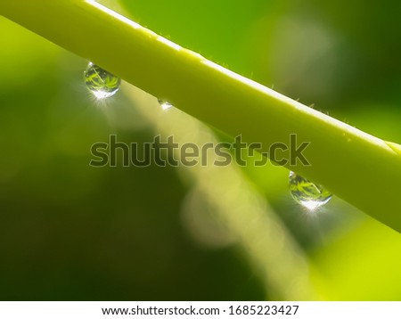 drop of dew on a plant against a blurry background in the morning, drop of dew stuck to a plant in the forest has a very bright background due to sun exposure.