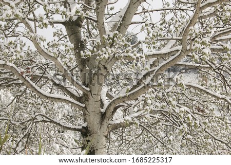 Branches of nut plant with snow in the winter season