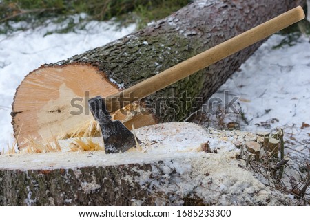 Chopped fir tree by an axe in snow, on a winter morning. Tree cut by the axe in Bukovina, Romania Royalty-Free Stock Photo #1685233300