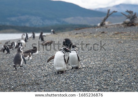 
Two Magellanic penguins walk on sea pebbles, spreading their wings. In the background are other penguins on the shore.