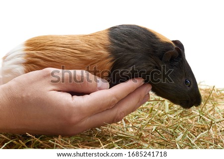 Guinea pig (Cavia porcellus) is a popular pet. The pet sits in the hands of a man on a background of hay. Tricolor guinea pig studio portrait isolated on white background. Animal care concept.