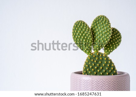 Cute opuntia cactus succulent houseplant in pink chevron pot on a white background
