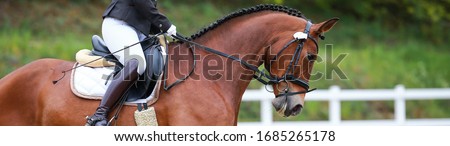 Dressage horse in the neckline with rider top line with saddle and braided mane.
