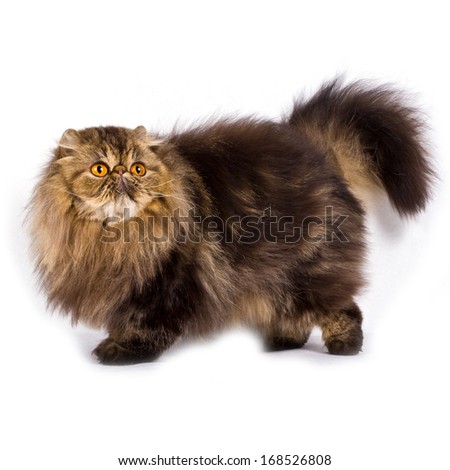 Persian cat on white background, slight shadow