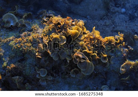 Sea weed on the rock. Padina australis Hauck Brown algae of the genus Padina Pavonica on a rock after low tide  at Koh Samui island,