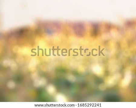Grass flowers and evening light bokeh blurred background.