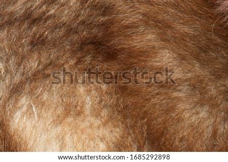 Dog fur close up textures animal backgrounds