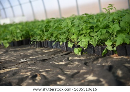 Rubus idaeus: young raspberry seedlings grow in black pots in the greenhouse
