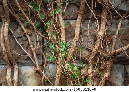 Dry branches on the wall. Trunks of trees. Vine vine. Weaving on a brick wall. Trunks of trees. V ine vine. Weaving on a brick wall. Ivy. Dry sticks.