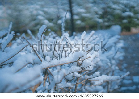 snow with tree and play ground, winter image, snowflake