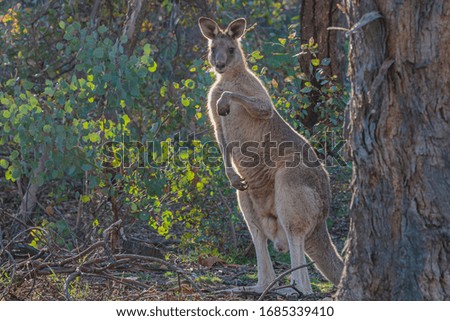 Eastern Grey Kangaroo on Red Hill Nature Reserve, ACT, Australia on an autumn morning in March 2020