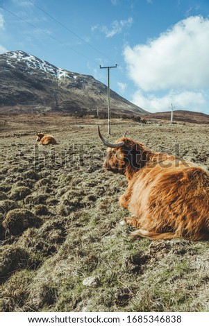 Highland Cattle laying in a field. A Scottish breed of rustic cattle originated in the Highlands of Scotland, known for longhorns, long shaggy coat and good adaptation to the rough weather conditions