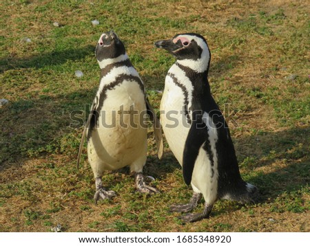Penguins on Magdalena Island, Patagonia, Chile