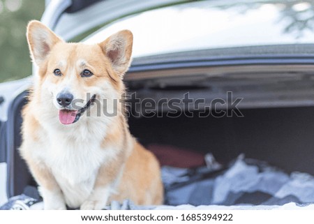 Frightened Corgi is sitting in the trunk of a car.