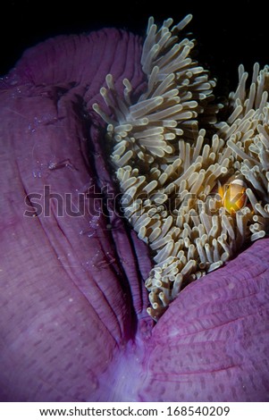 Clown fish family inside a pink violet anemone with shrimps 