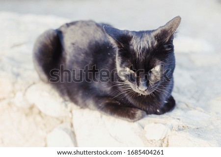 Close up of a domestic cat is on stone fence outdoors background