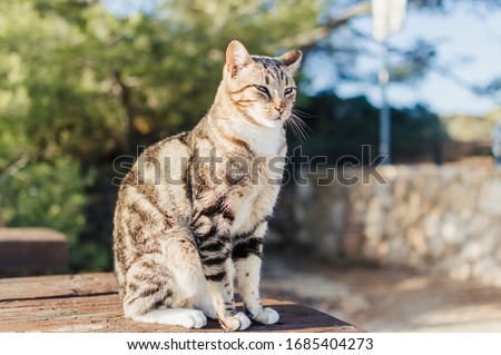 Close up of a domestic cat is on wooden table outdoors background