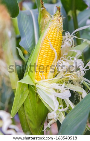 Closeup of a corn worm eating  fresh  corn.