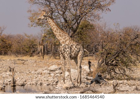 Giraffe in the savannah, Etosha National Park, Namibia