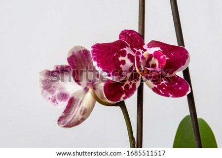 red orchid in a white dot on a background, isolate