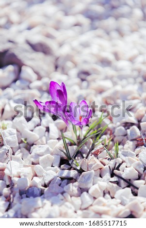 Violet flowers, crocus, the garden among small stones