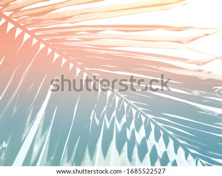 Abstract of coconut palm fronds.