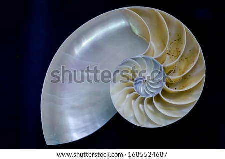 Nautilus pompilius shell section close up on black background.
