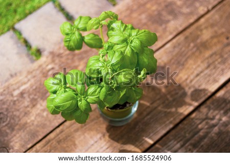 An overhead shot of a basil plant, being grown at home. Nice detail and focus on the leaves themselves. Basil Plant is resting on a wooden rustic table, with some nice shadows from the sun being cast.
