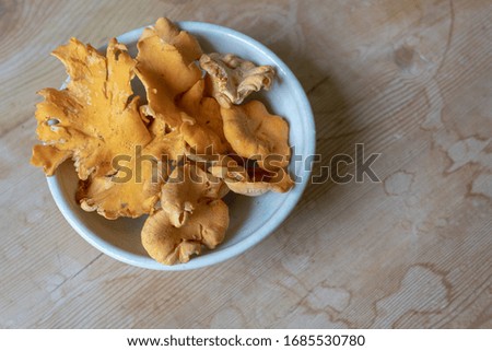 Golden yellow chanterelle mushrooms, seasonal food delicacy, copy space, horizontal aspect