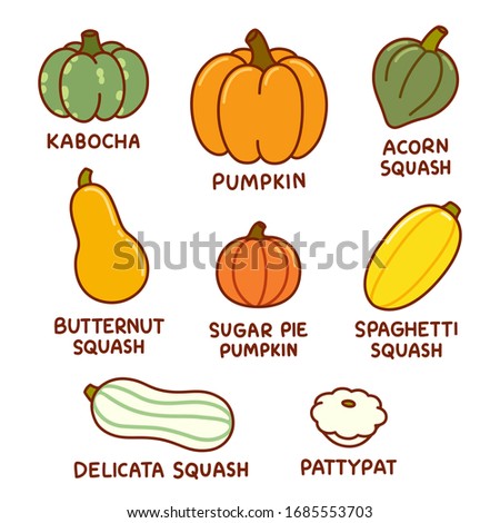 Cartoon infographic drawing of different types of pumpkin and squash. Autumn harvest vegetables, clip art illustration set.