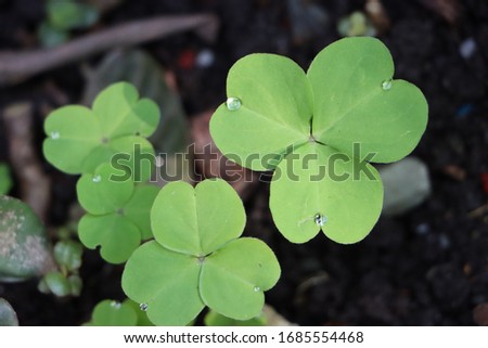 Oxalis plant or three leafed plant