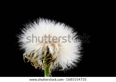 Yellow-sow-Thistle, Sonchus species, Beltsville, Flower and plant Macro material on black background