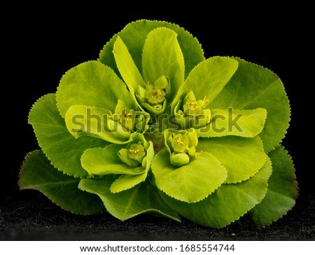 Euphorbia helioscopia, Flower and plant Macro material on black background