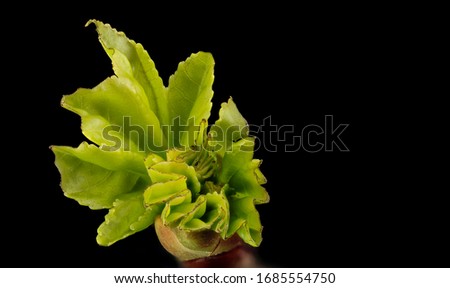 Liquidambar styraciflua, top, Flower and plant Macro material on black background