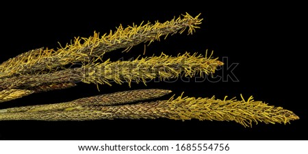 sedge from finzel, Flower and plant Macro material on black background