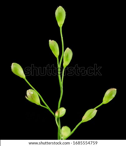deer tongue grass, Flower and plant Macro material on black background