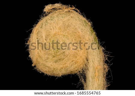 Fuzzy head of the Cinnamon Fern , Osmundastrum cinnamomeum, Flower and plant Macro material on black background