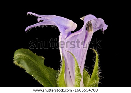 Great Blue Lobelia. A tall plant mid summer plant, Flower and plant Macro material on black background