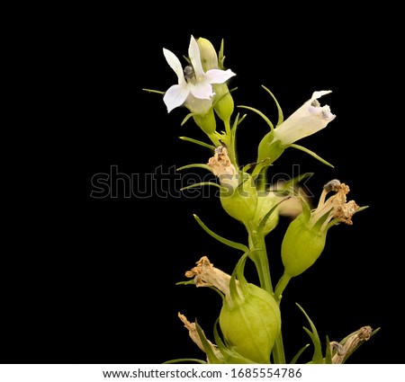 Lobelia inflata, Indian tobacco, Flower and plant Macro material on black background