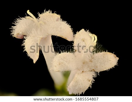 Mitchella repens, Partridgeberry flower, The tiny twin whiteness of Partridgeberry blooms, Flower and plant Macro material on black background