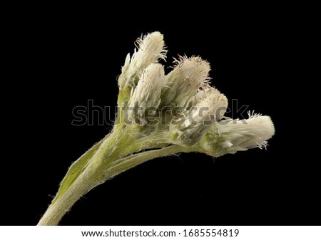 Antennaria plantaginifolia, Plantain leaved Everlasting, Flower and plant Macro material on black background