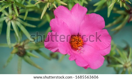 mossrose flower blooms during the day