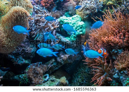 The Clown fish Ctenochaetus tominiensis Blue malawi cichlids