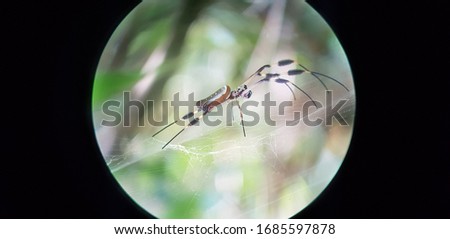 big spider in closeup at costa rica forest